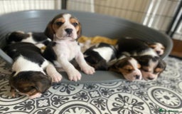 Beagle dogs for sale: 4 x KC reg Beagle Pups available - Image 1