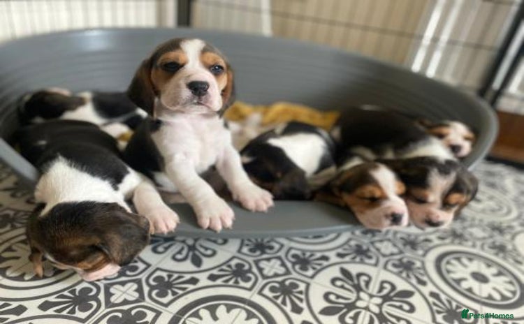 Beagle dogs - Advert 1