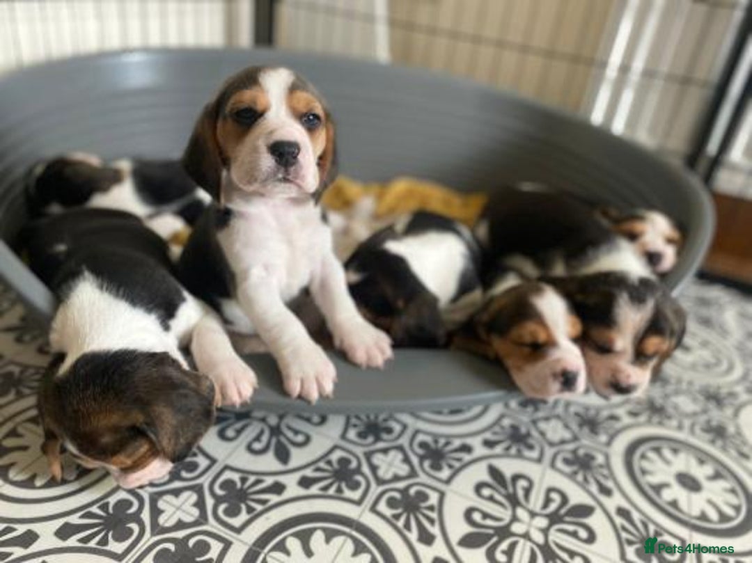 Beagle dogs for sale: 4 x KC reg Beagle Pups available - Image 1