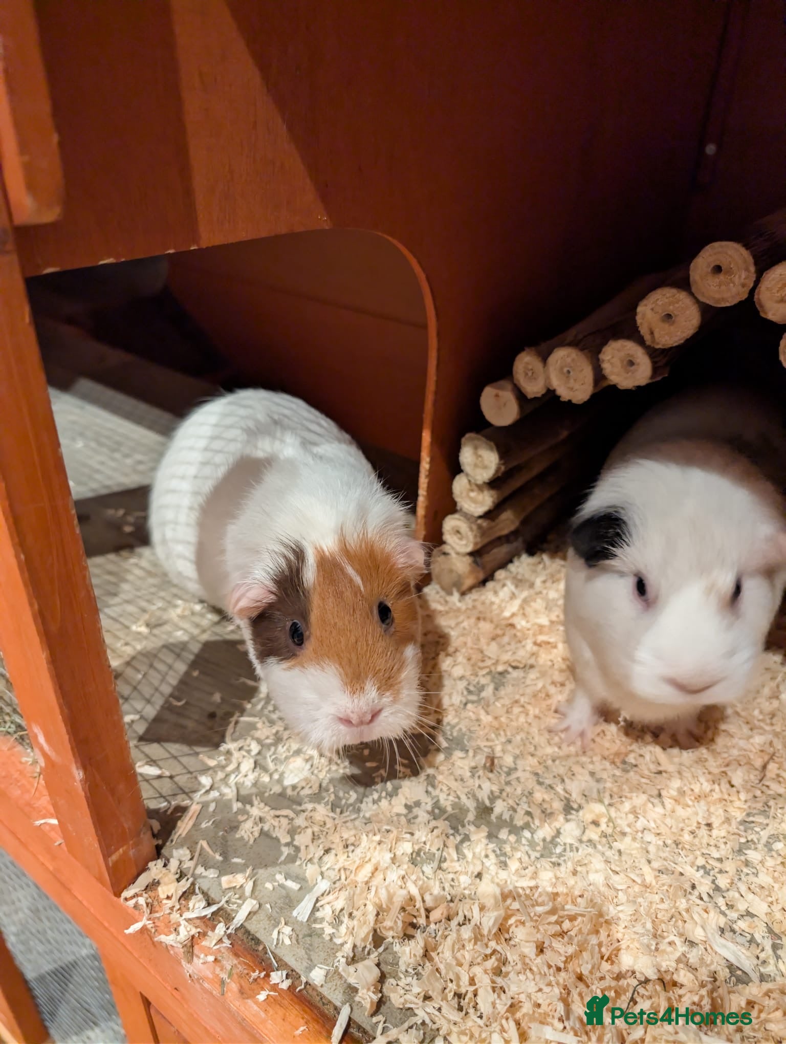 Guinea Pig rodents Two short haired female guinea pigs  - Advert 10