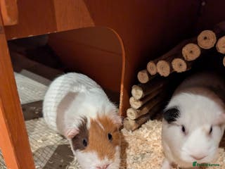 Guinea Pig rodents Two short haired female guinea pigs - Advert 12