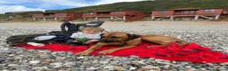Rhodesian Ridgeback dogs for sale: Wait List Open - Safely Arrived 14th June - Advert 25