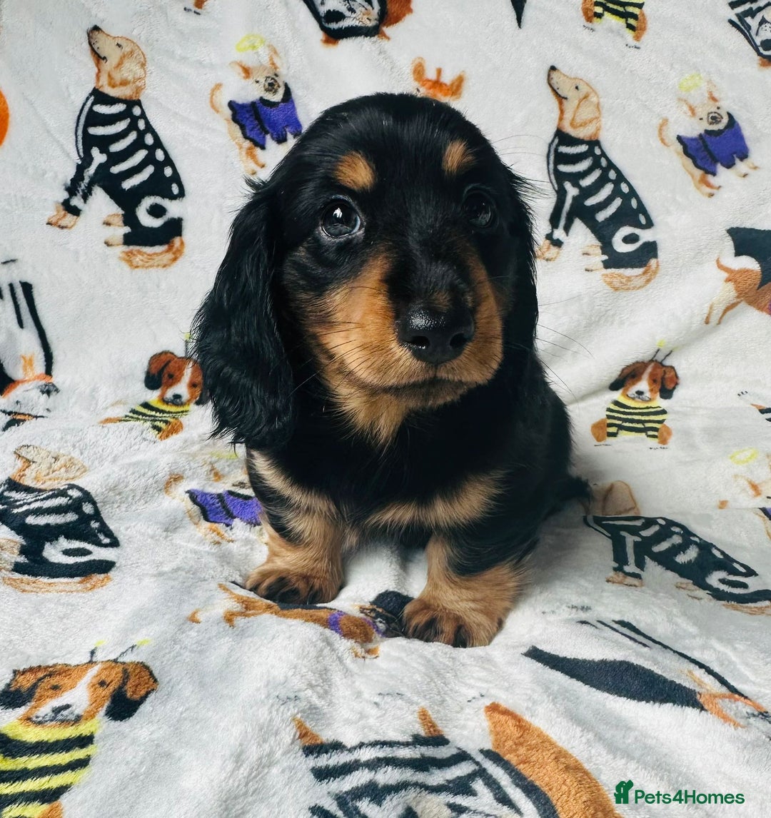 Miniature Dachshund dogs for sale: Ready NOW Stunning KC long haired mini dachshund  - Advert 6