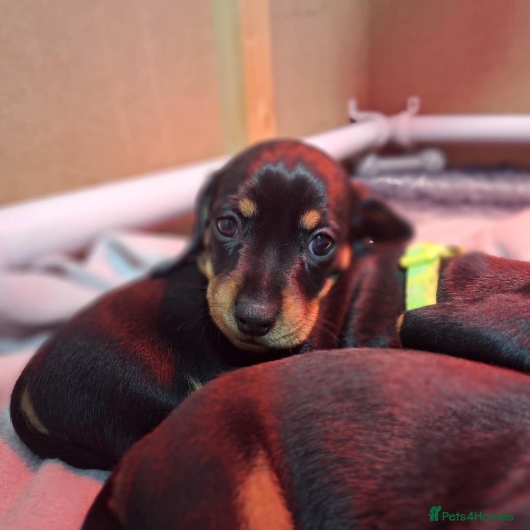 Miniature Dachshund dogs for sale: 5 gorgeous miniature dachshund puppies for sale  - Image 32