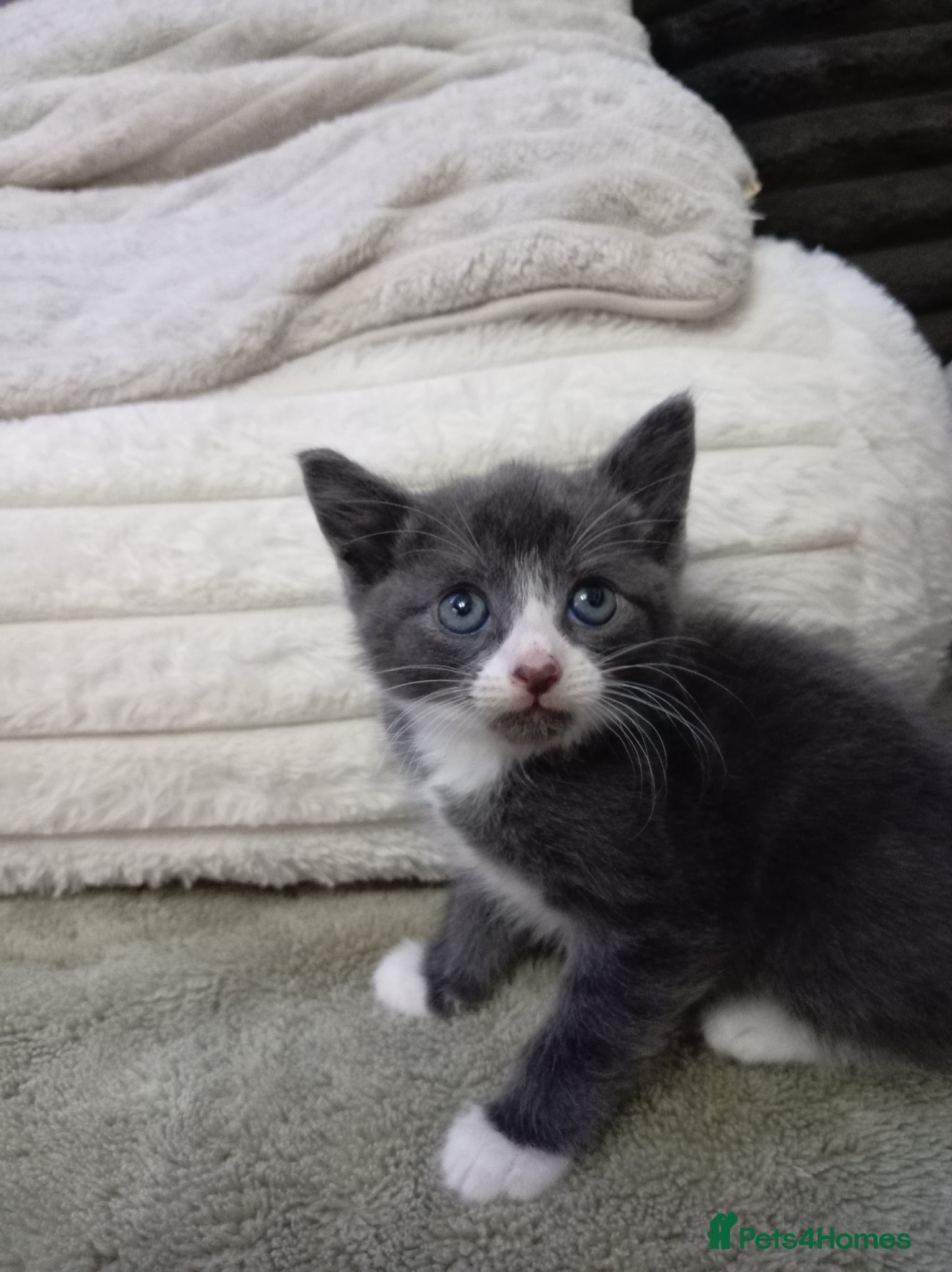 Mixed Breed cats Adorable grey white kitten - Advert 11