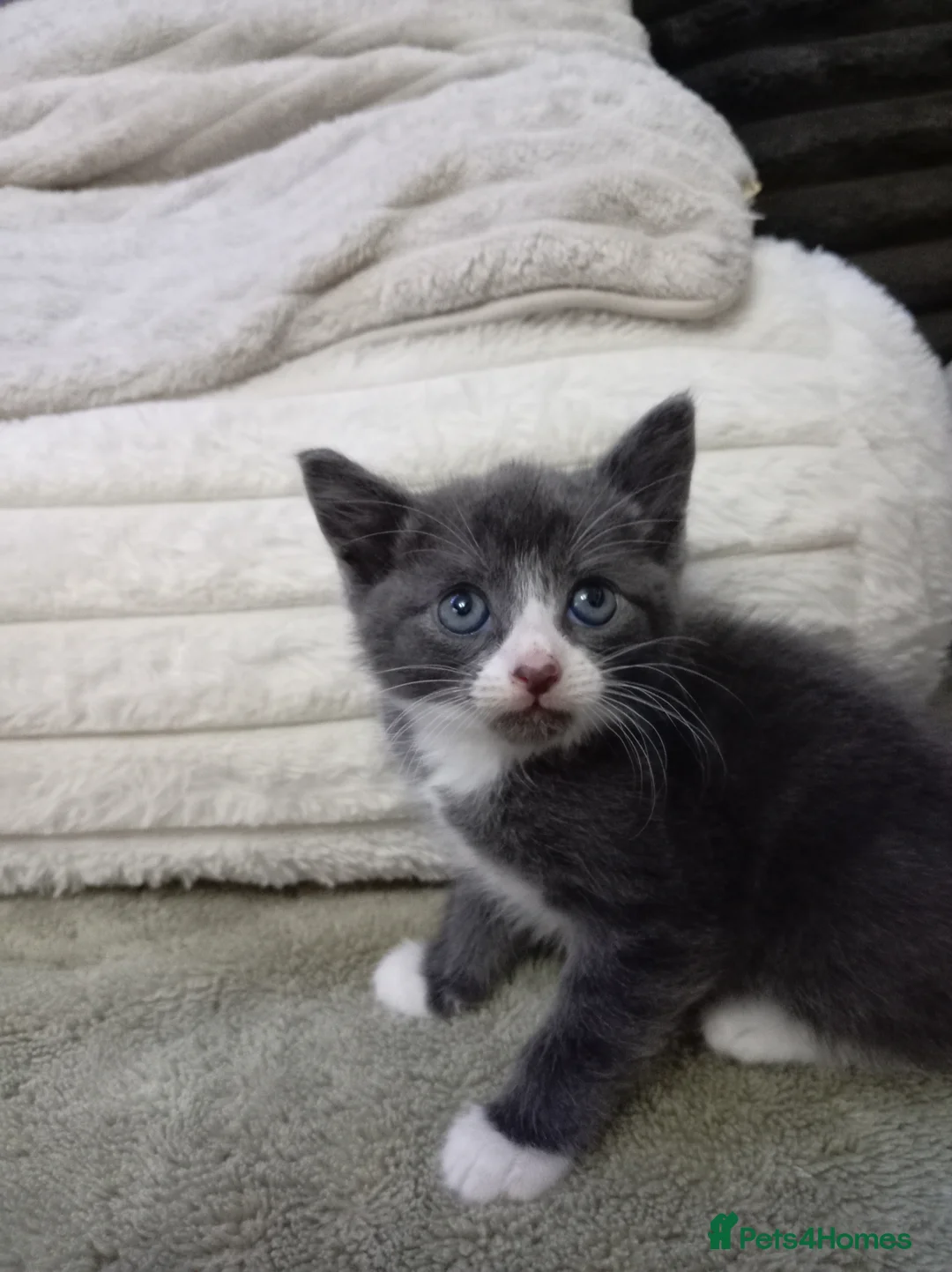 Mixed Breed cats for sale: Adorable grey white kitten - Advert 1