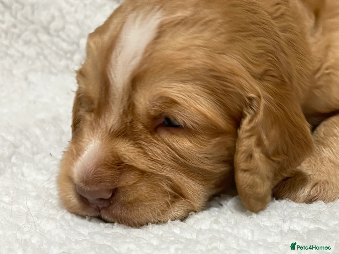 Cocker Spaniel dogs for sale: Working cocker spaniels - Advert 10