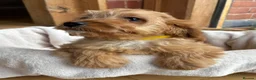 Cavapoo dogs for sale: 🌟 DNA Tested KC Parents Red F1 Cavapoo Puppies - Advert 34