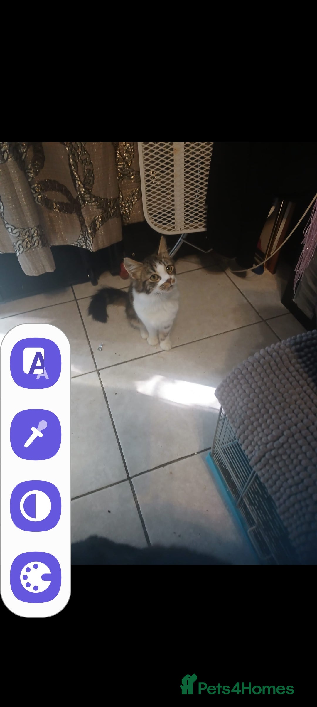 Mixed Breed cats for sale: Fluffs&Sibs - Image 3