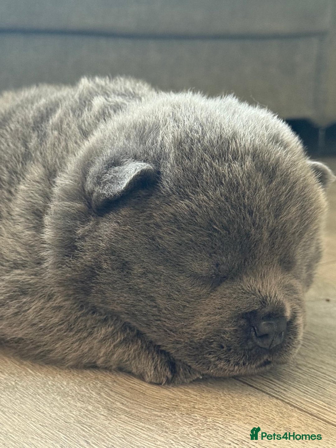 Chow Chow dogs for sale: Quality chow chow pups - Image 27