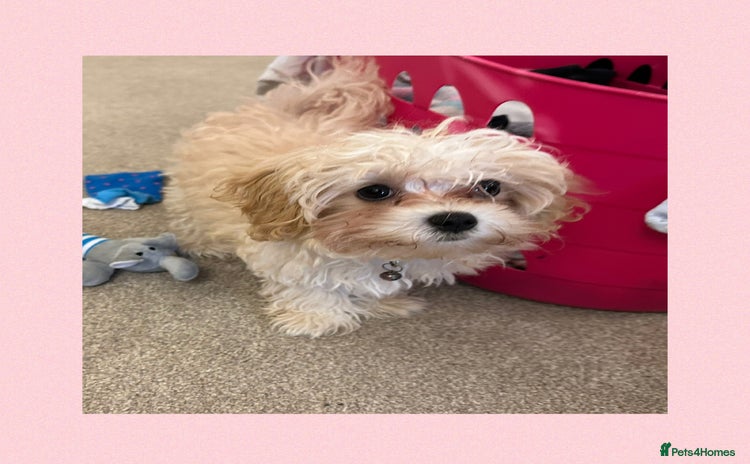 Maltipoo dogs - Advert 2