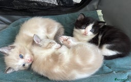 Mixed Breed cats for sale: Gorgeous fluffy boys looking for a forever home  - Image 1