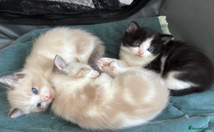 Mixed Breed cats - Advert 13