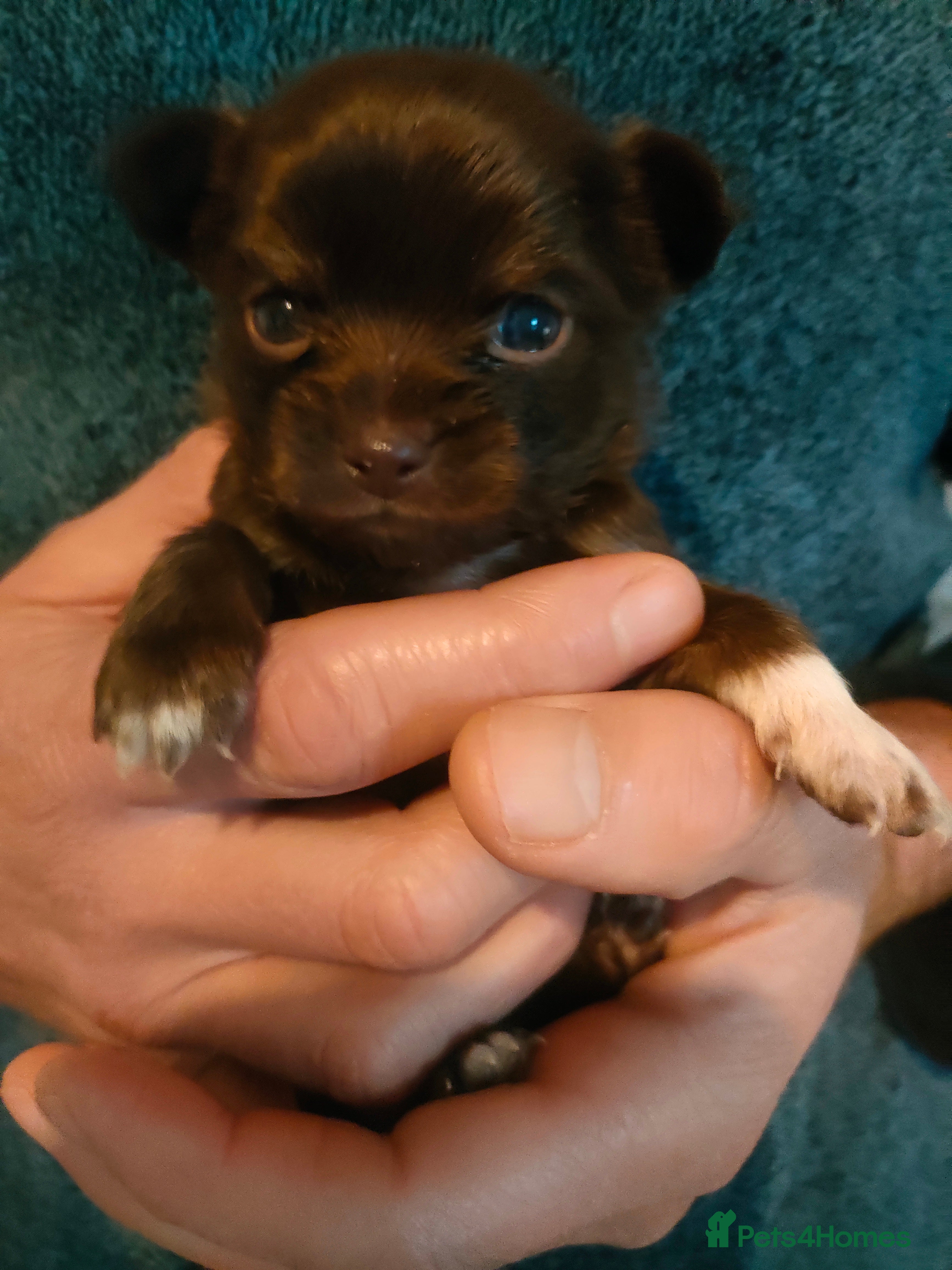 Chihuahua dogs Chihuahua puppies for sale - Advert 9