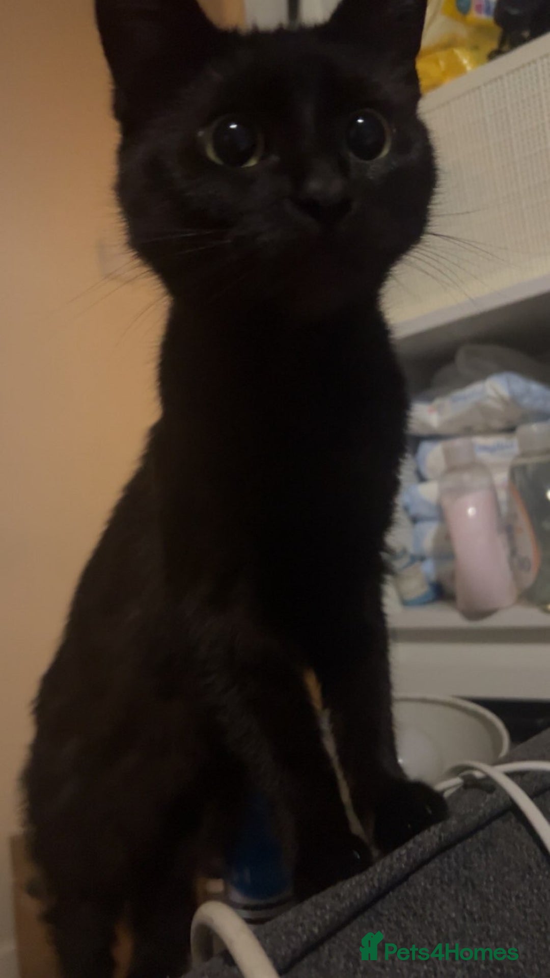 Bombay cats for sale: Black, female age 1 year and a half. - Advert 2