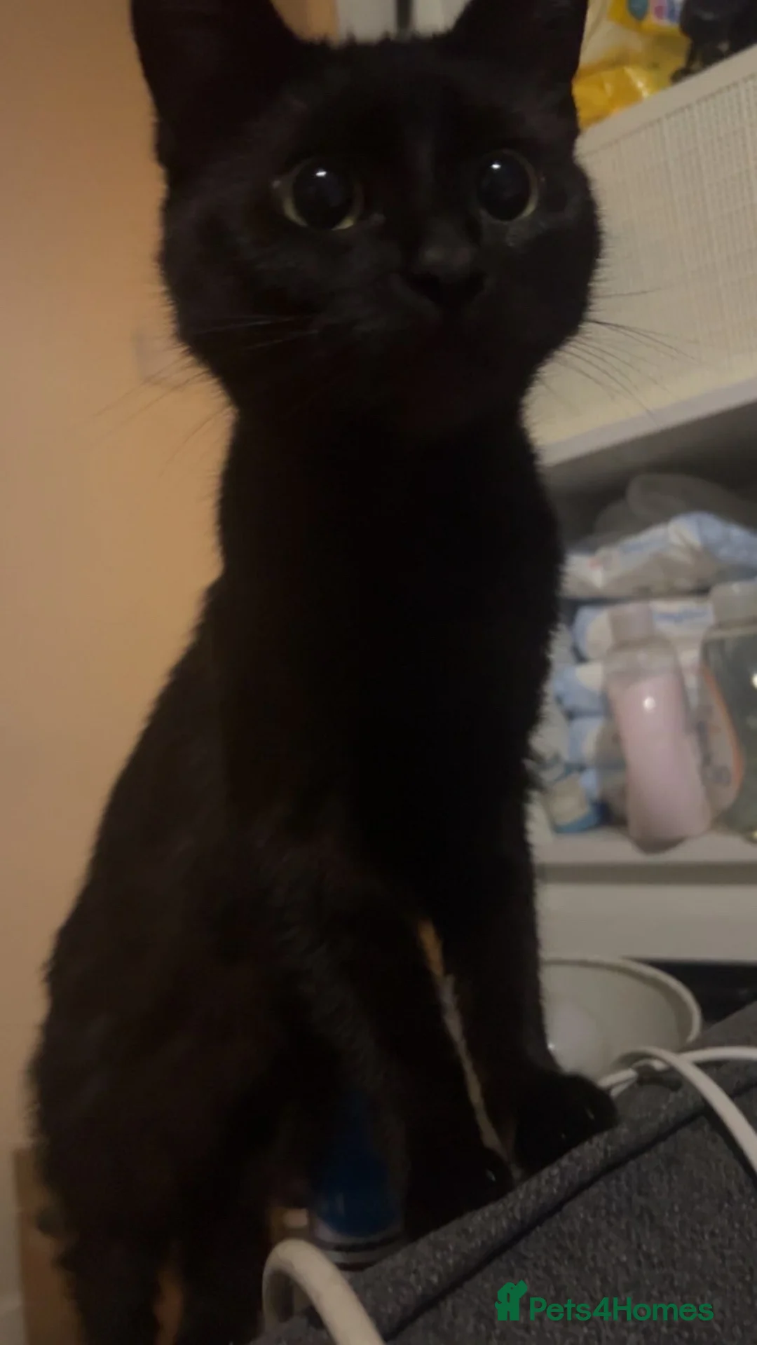 Bombay cats for sale: Black, female age 1 year and a half. - Advert 2