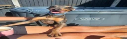 Italian Greyhound dogs for sale: Italian Greyhound – Loving Home Wanted in Doncaster - Advert 2