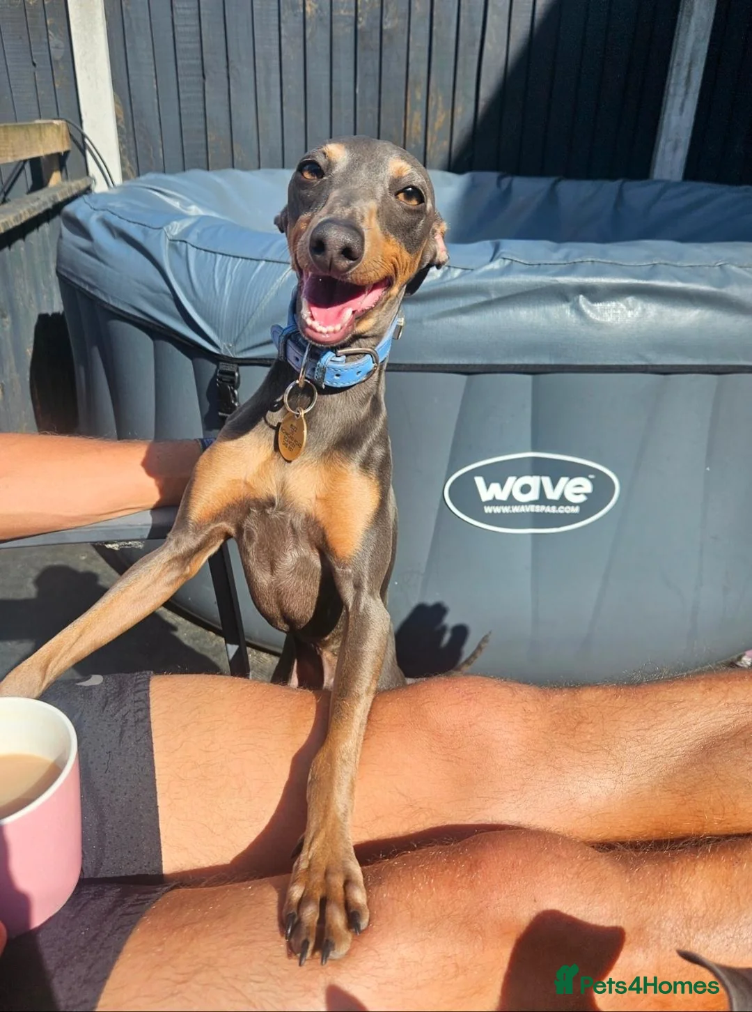 Italian Greyhound dogs for sale: Italian Greyhound – Loving Home Wanted in Doncaster - Advert 2