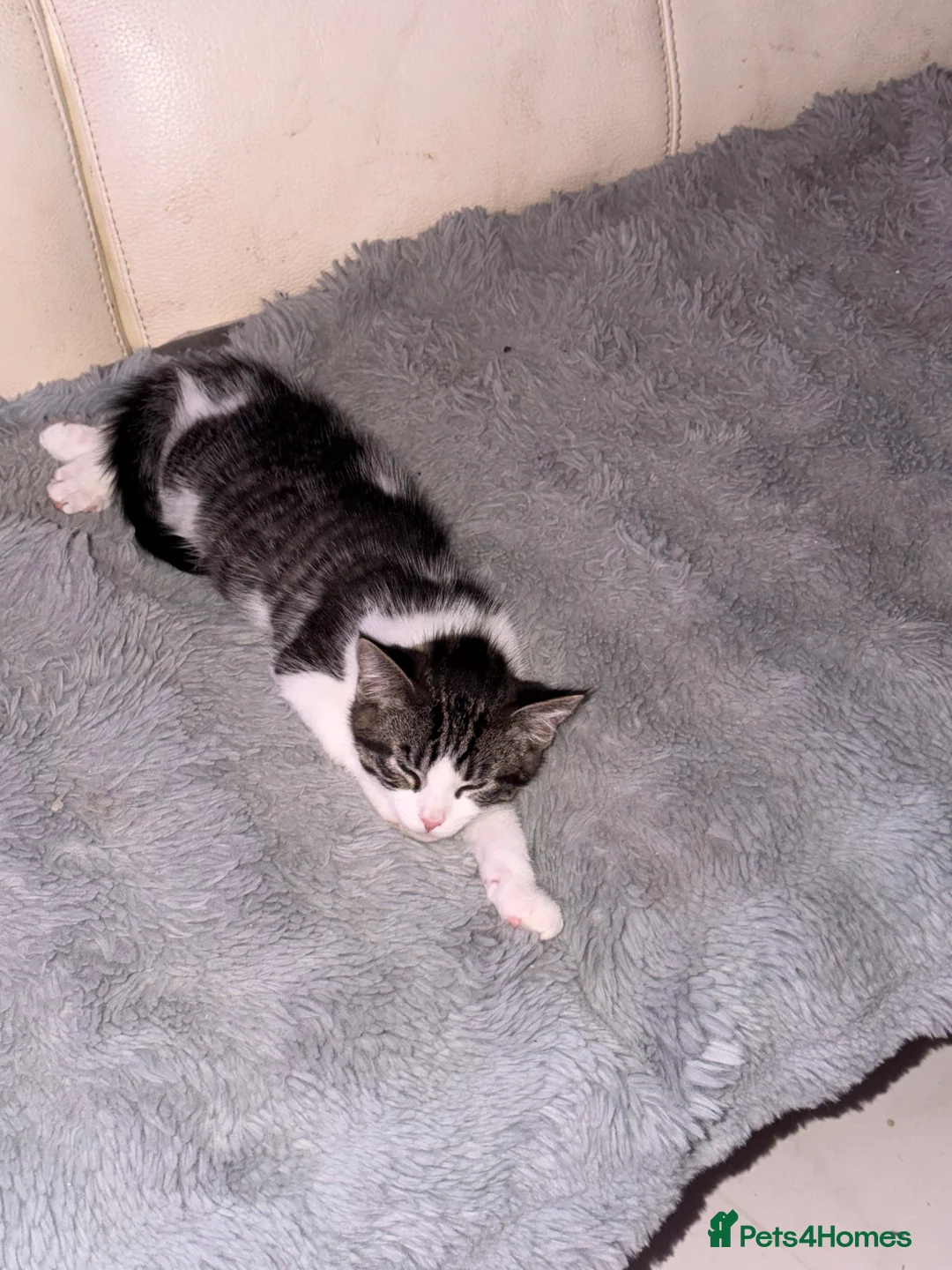 Mixed Breed cats for sale: Male Kittens for Sale-Polydactyl & Tabby  - Advert 6
