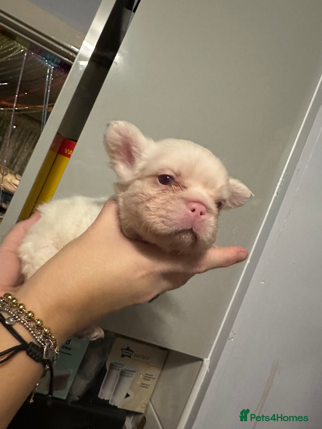 French Bulldog dogs for sale: French bulldogs - Advert 5