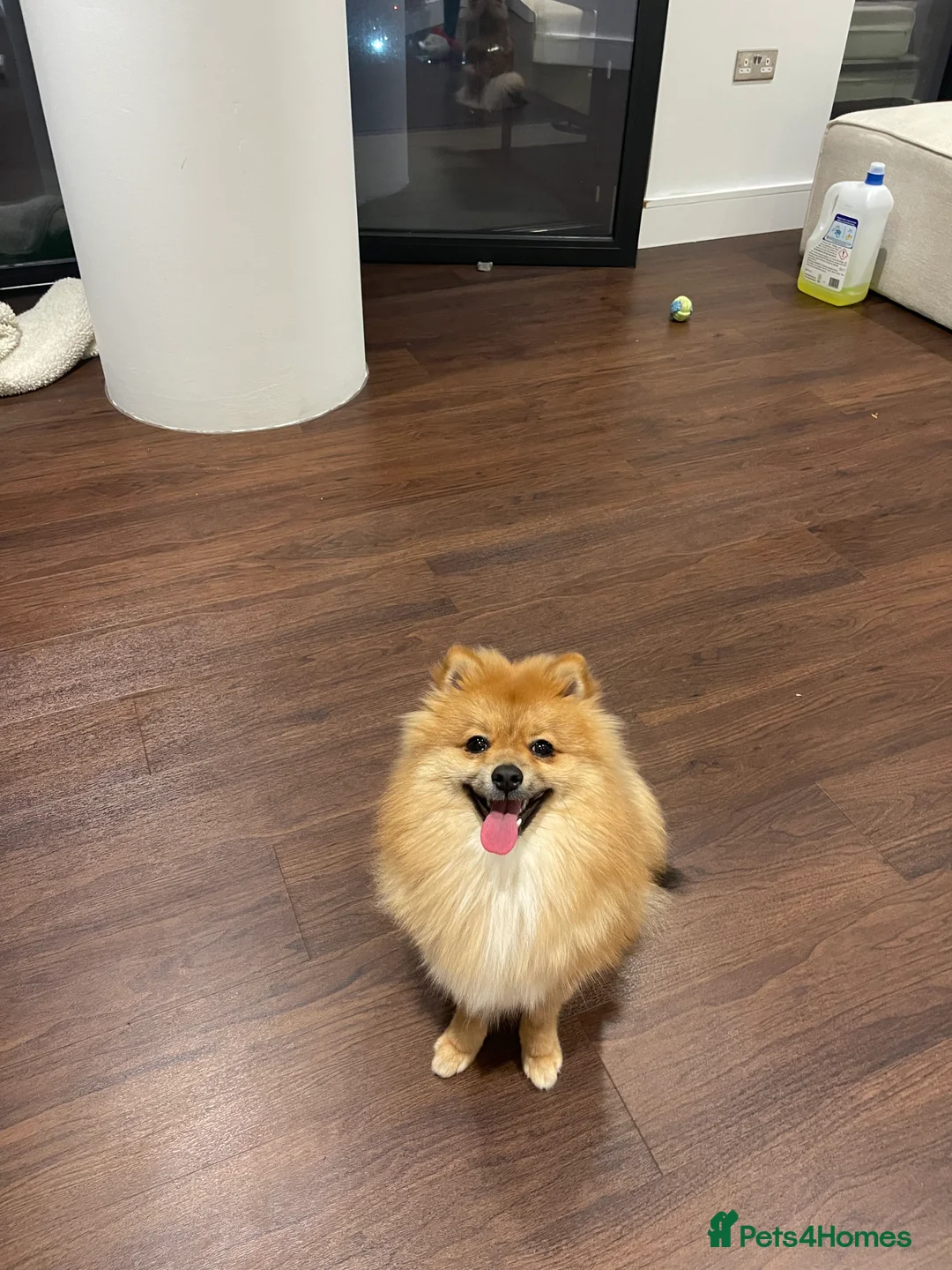 Pomeranian dogs for sale: 1 year old Pomeranian looking for his forever home - Advert 2