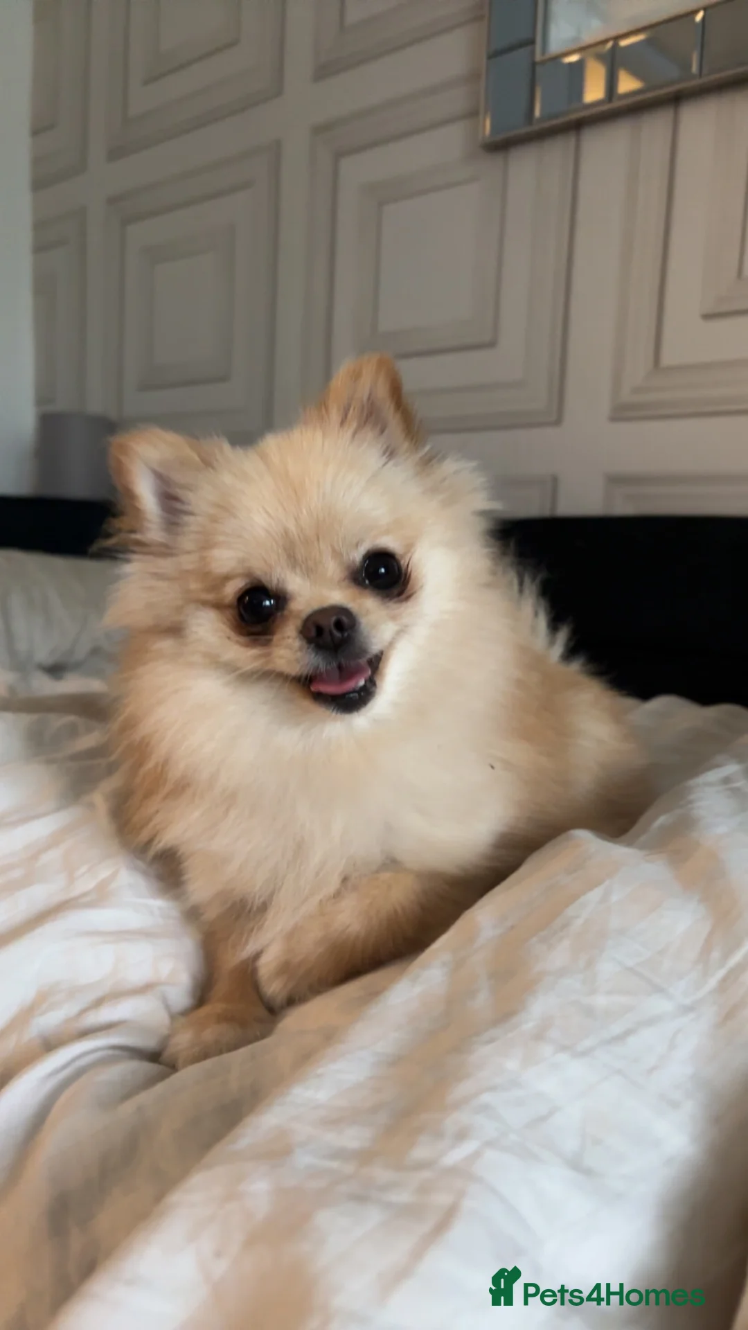 Pomeranian dogs for sale: KC Cream Pomeranian - Advert 6