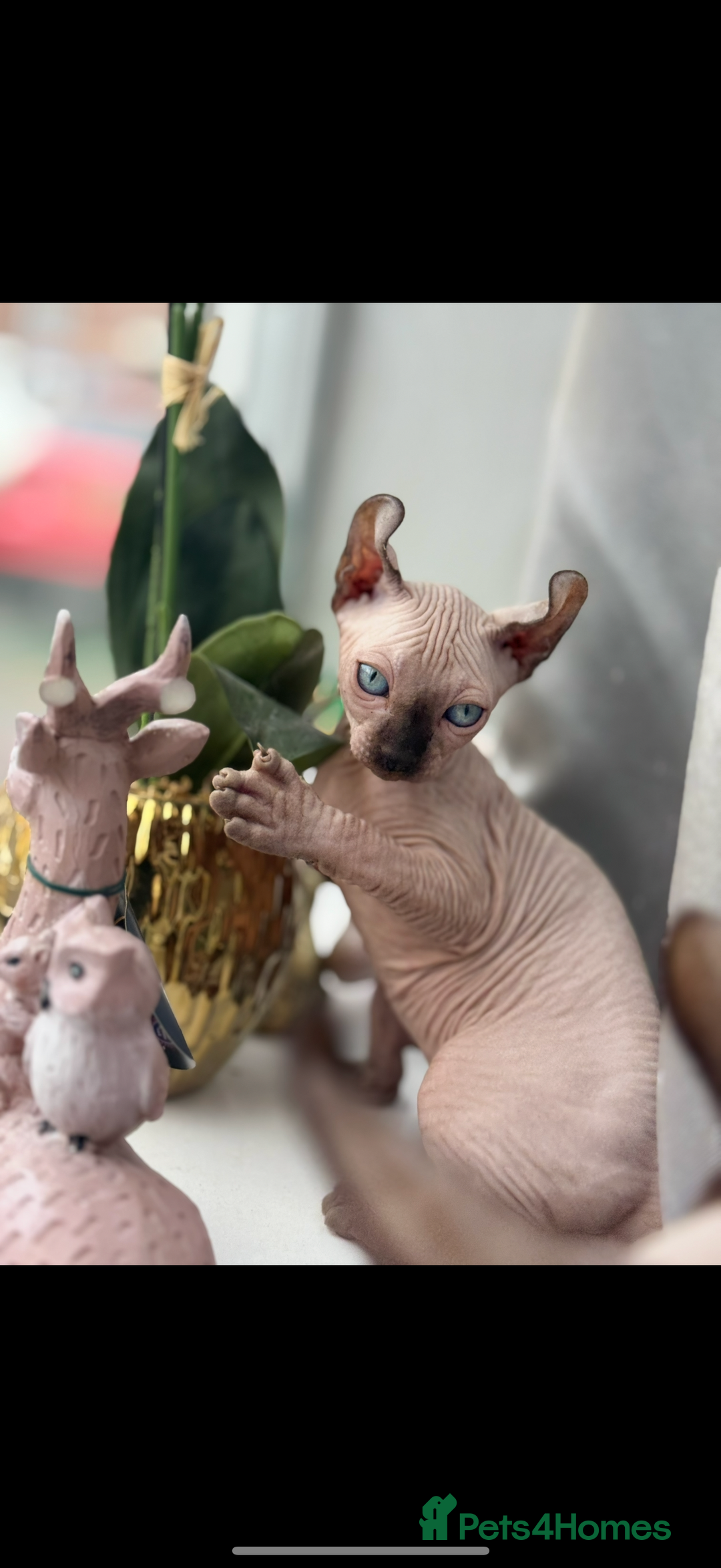 Kittens Elf Cat For Sale ❤️‍?❤️‍?Blue Eyes Elf Sphynx Kitten