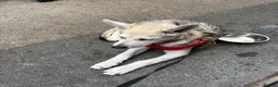 Mixed Breed dogs for sale: White swiss shepherd /Low Content Wolfdog puppies  - Advert 8