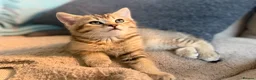 British Shorthair cats for sale: Gorgeous GCCF registered British Shorthair Boy  - Advert 8