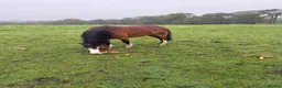 Welsh Section A horses for sale: Welsh Section A Mare | 11.2hh | 4 Years Old  - Advert 1