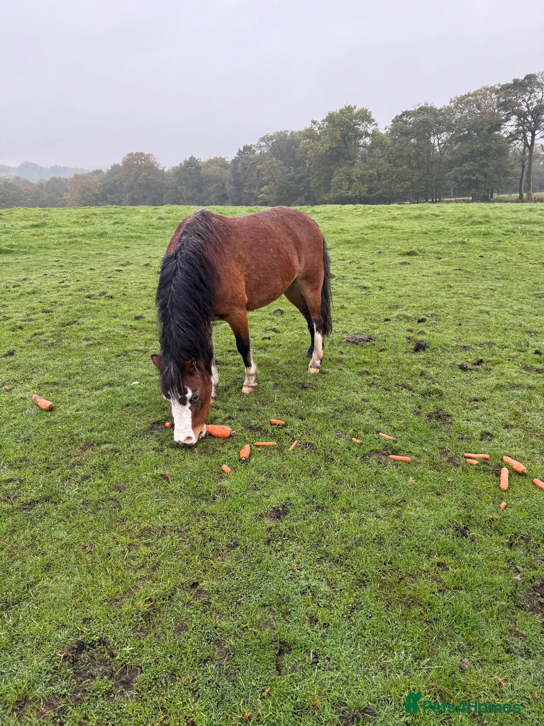 Welsh Section A horses for sale: Welsh Section A Mare | 11.2hh | 4 Years Old  - Advert 1