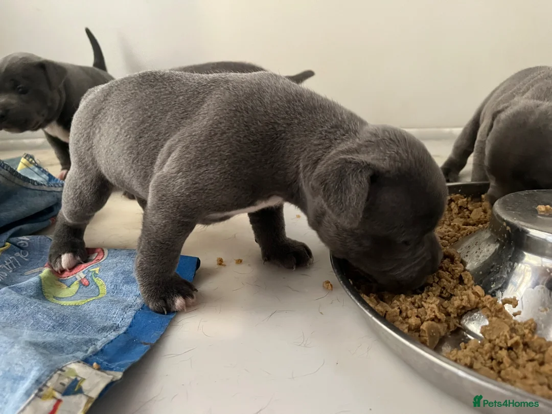 Staffordshire Bull Terrier dogs for sale: Blue Staffy pups valglo blood line  in Liskeard - Advert 2