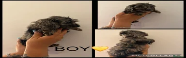 Cockapoo 1