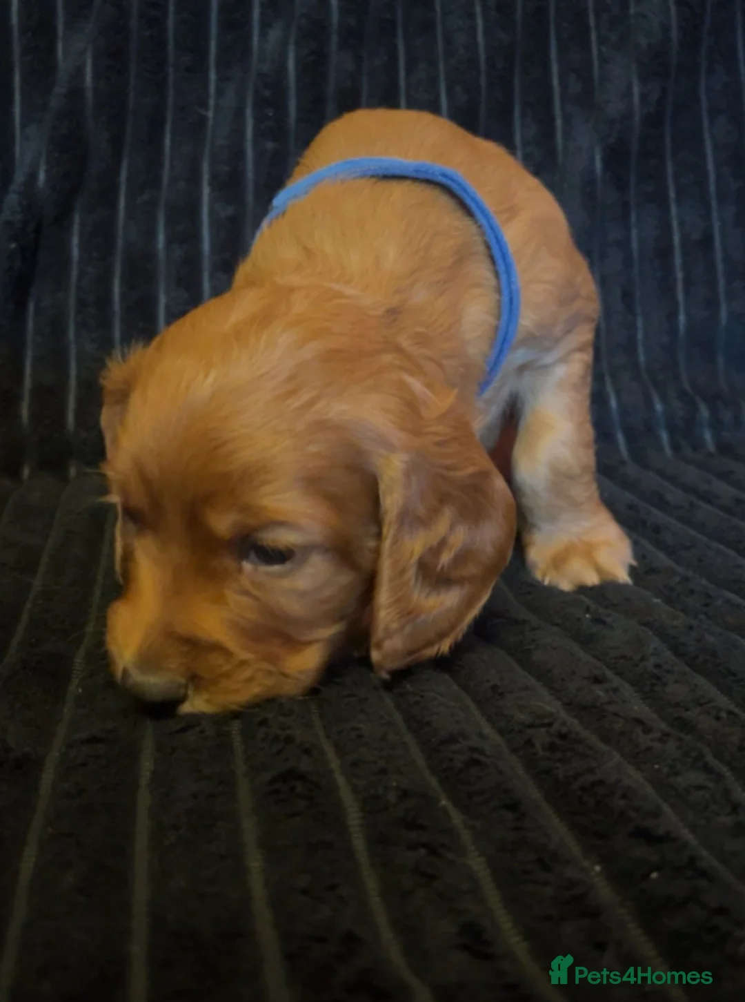Cocker Spaniel dogs for sale: Working cocker spaniel puppies for sale - Advert 10