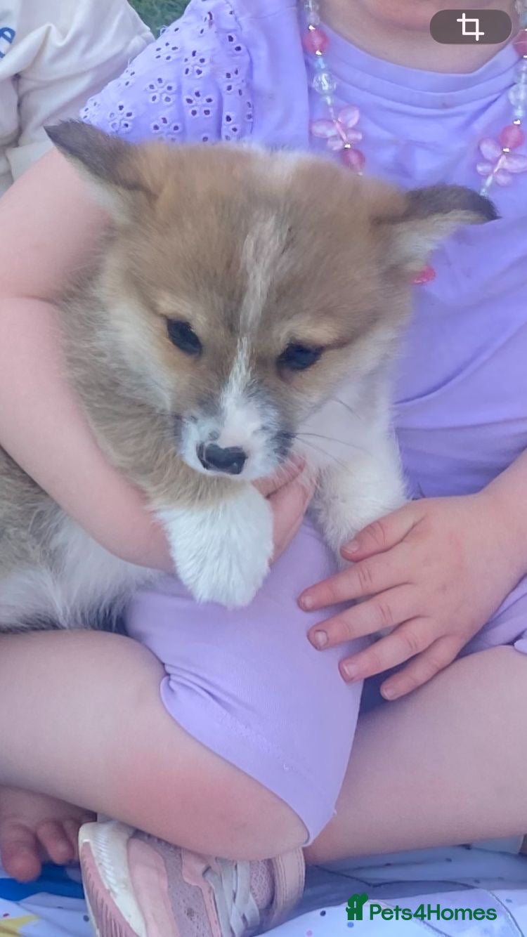 Welsh Corgi Pembroke dogs for sale: Lovely Corgi Girl Pup - Ready To Go - Advert 8