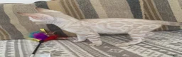 Bengal cats for sale: Beautiful Bengal babies  - Advert 10
