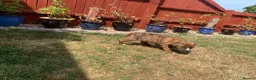 Staffordshire Bull Terrier dogs for sale: Staffordshire Bull terrier  in ELY - Advert 8