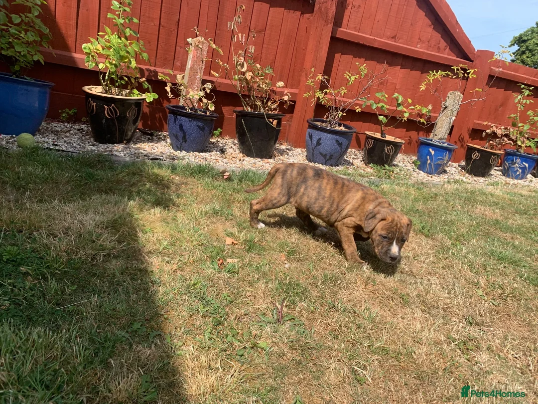 Staffordshire Bull Terrier dogs for sale: Staffordshire Bull terrier  in ELY - Advert 8