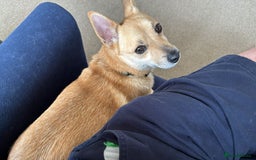 Mixed Breed dogs for sale: Hi im russell - Image 5