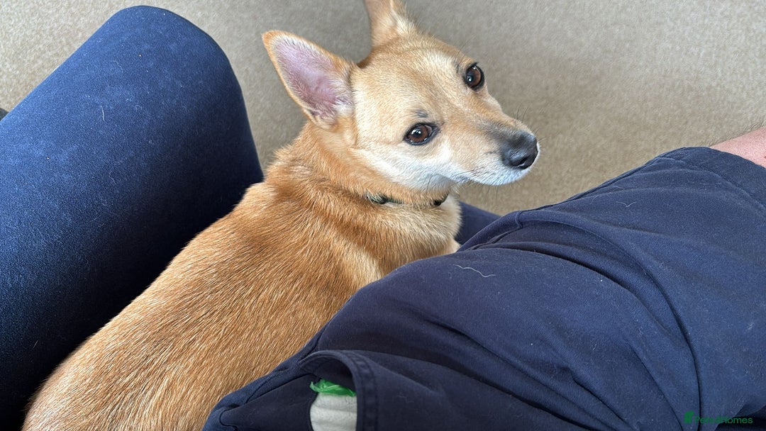 Mixed Breed dogs for sale: Hi im russell - Image 5
