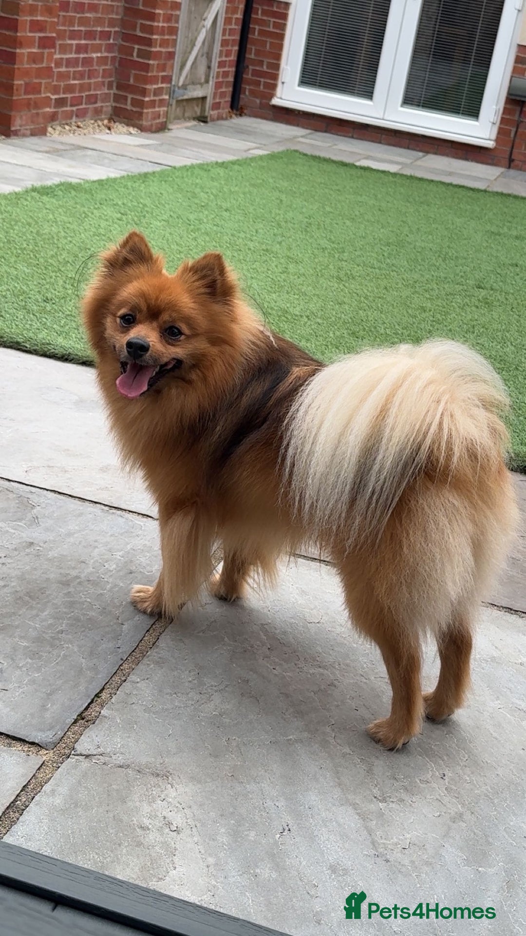 Pomeranian dogs for stud: Leo - Fox Faced Pomeranian - Advert 5