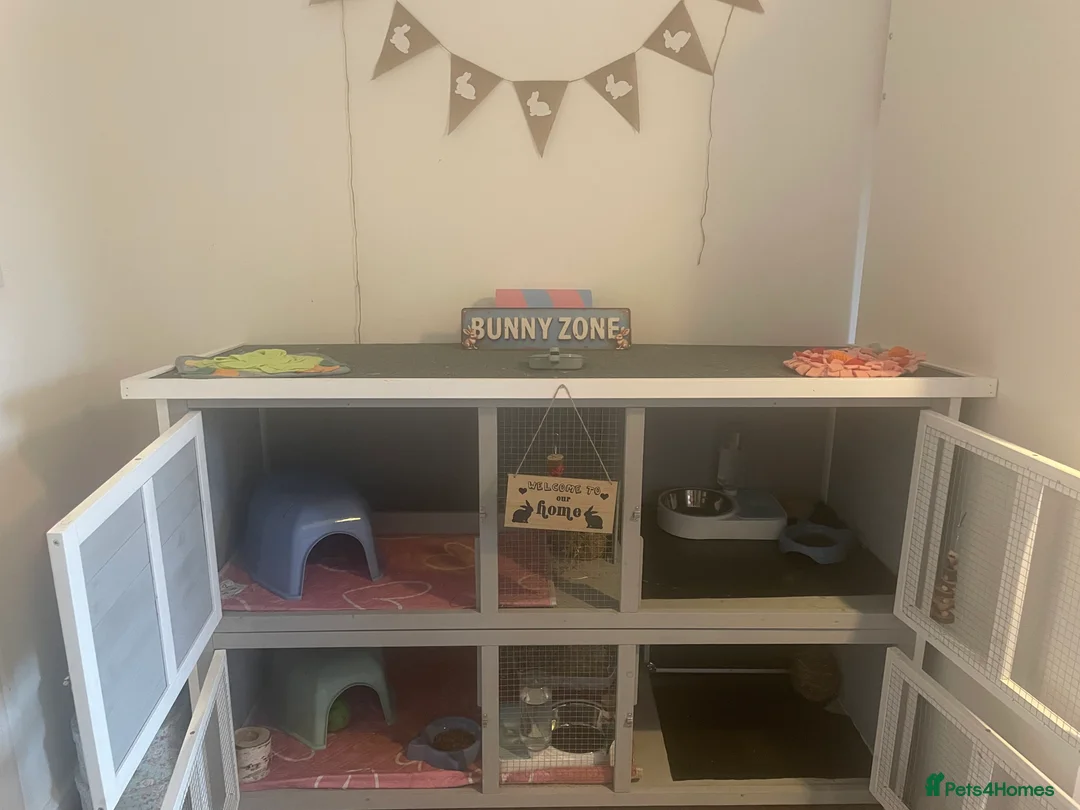 Mini Lop rabbits for sale: Mini Lops - Advert 7