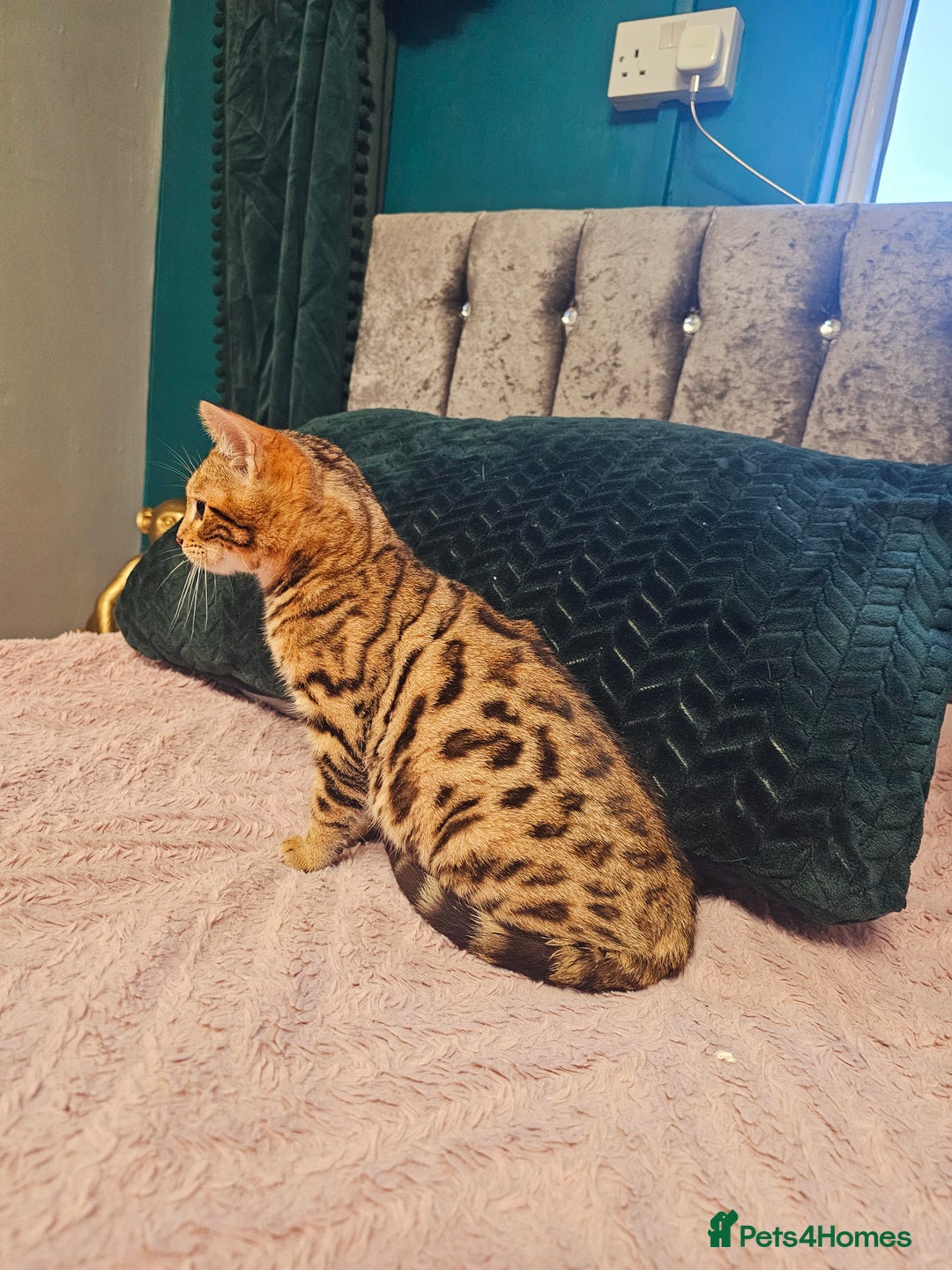 Bengal cats for sale: Bengal kitten male - Advert 6