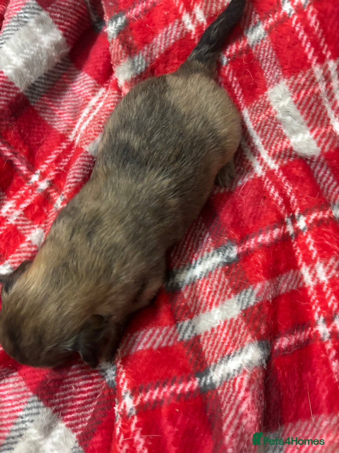 Chihuahua dogs for sale: Merle Chihuahuas 🩵 🩷 3 boys 2 girls available  - Advert 19