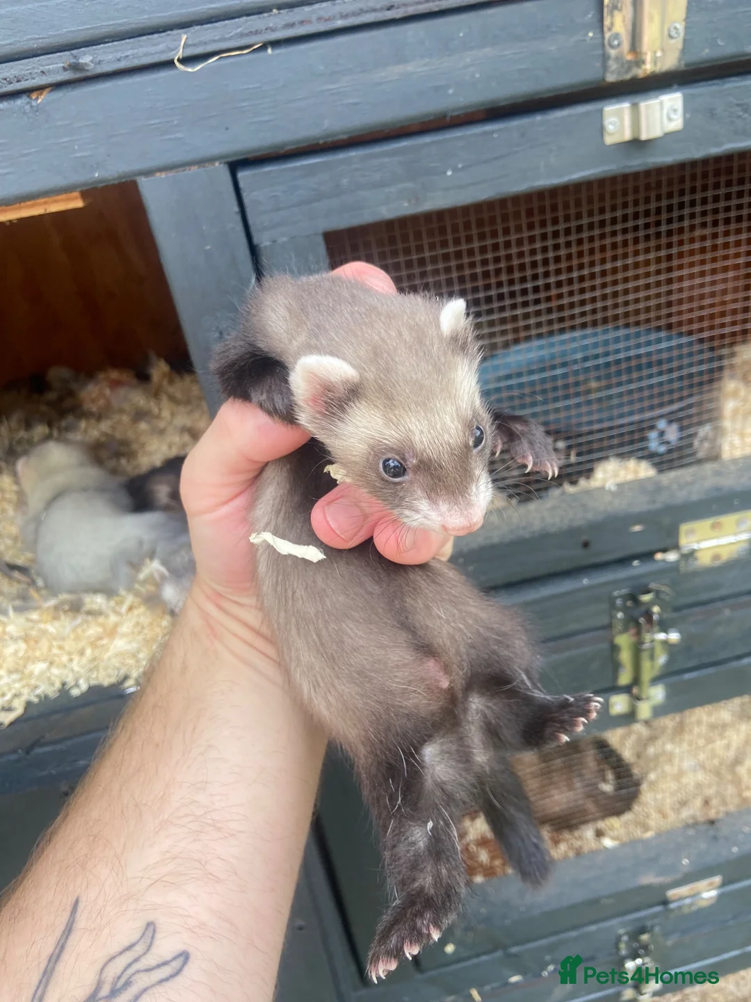 Ferret rodents for sale: Micro ferret Hobs - Advert 1