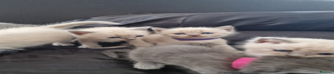 Ragdoll Kitten 6