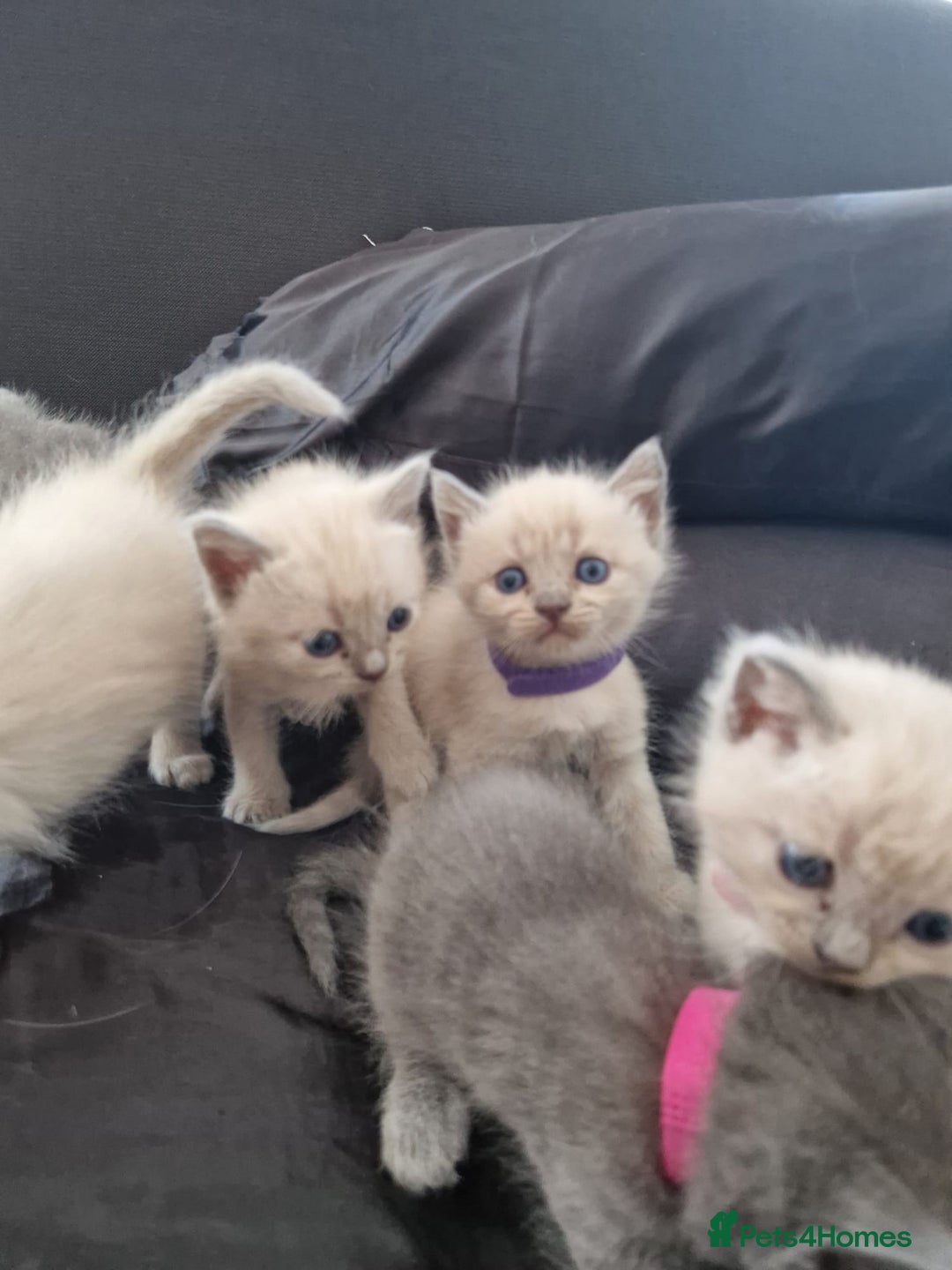 Ragdoll cats for sale: Ragrex kittens for sale  - Image 10