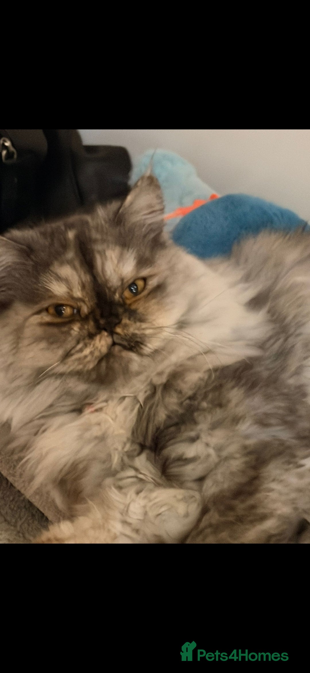 Persian cats for sale: Coco the persian chinchilla - Advert 3