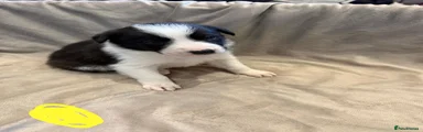 Border Collie 6