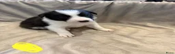 Border Collie dogs for sale: ISDS Border Collie Puppies 🐶 - Advert 13